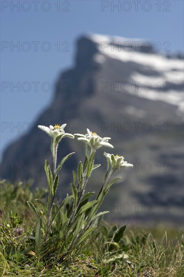 Alps-Edelweiss