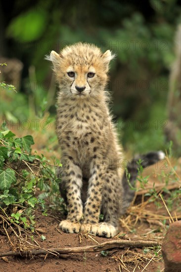 Sudan Cheetah