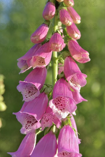 Purple foxglove