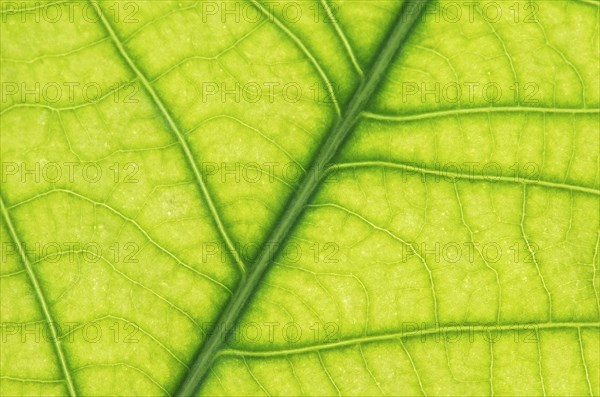 Net-like leaf veining