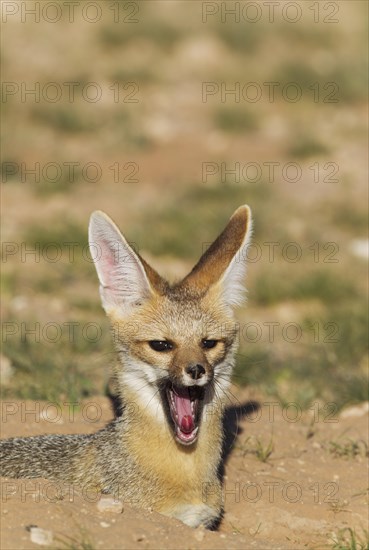 Cape Fox