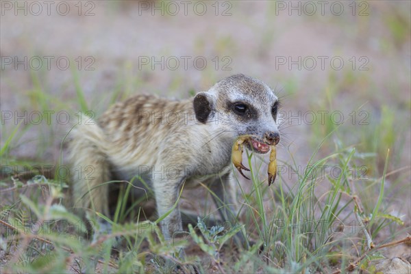 Suricate or meerkat