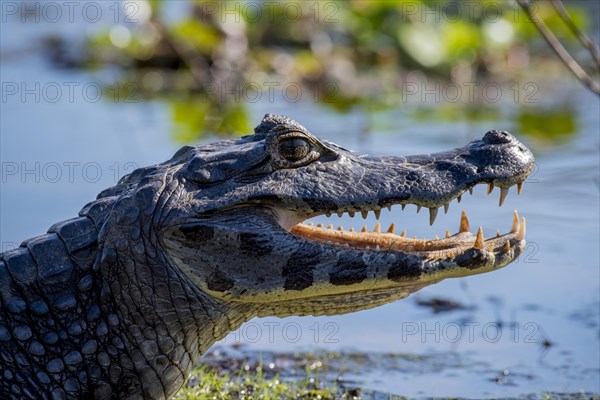 Yacare Caiman