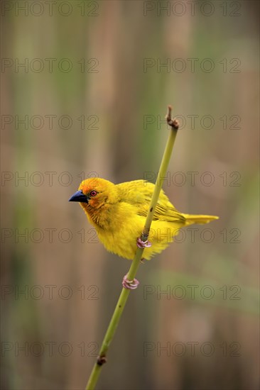 Eastern Golden Weaver