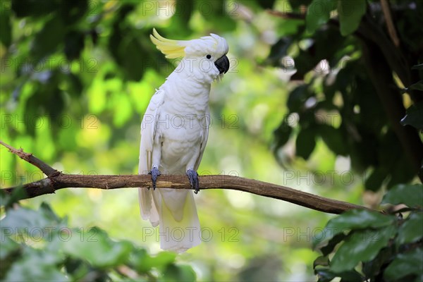 Sulphur crested cockatoo