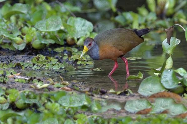 Stalking Grey-necked Wood Rail