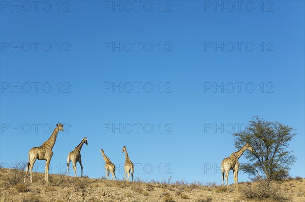 Southern Giraffes