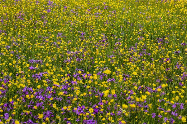 Wild flowers