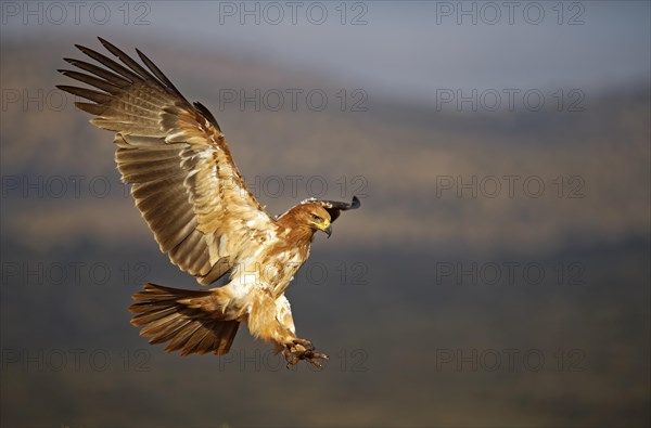 Tawny eagle