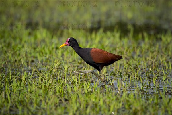 Wattled jacana