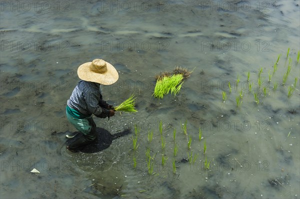 Worker in rice field