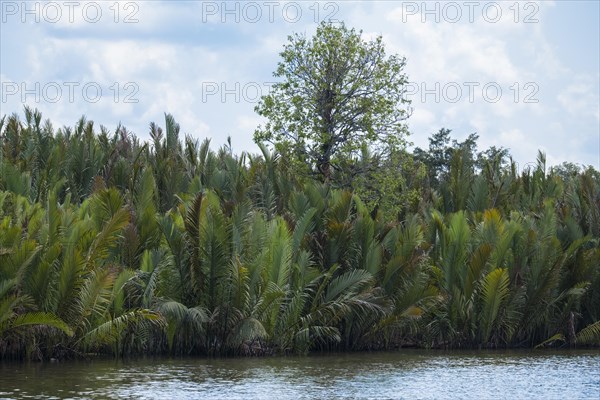 Dense embankment with palm trees