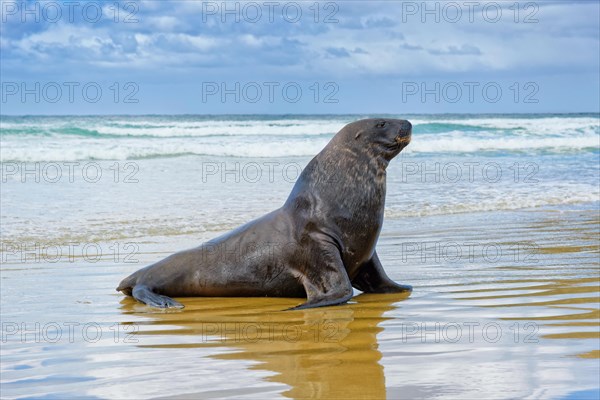 New Zealand sea lion