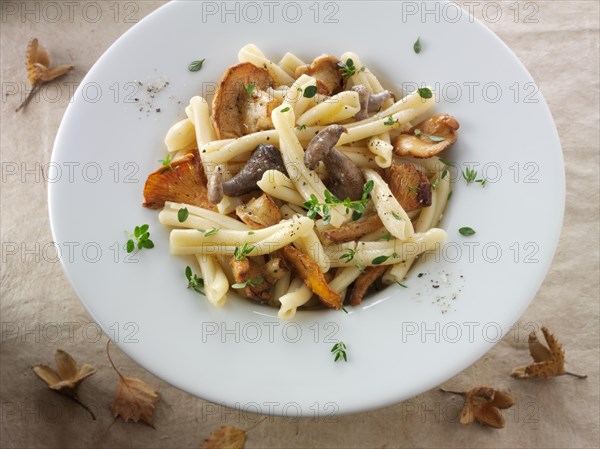 Wild chanterelle or girolle