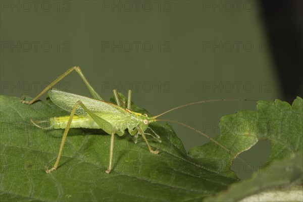 Oak bush-cricket