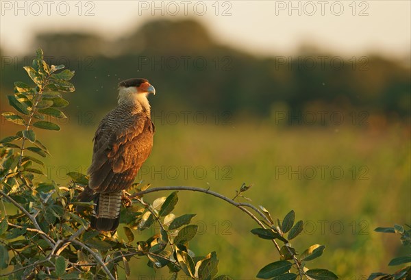 Southern crested caracara