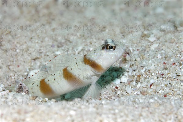 Masked shrimpgoby