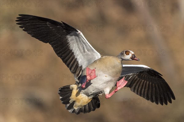 Egyptian Goose