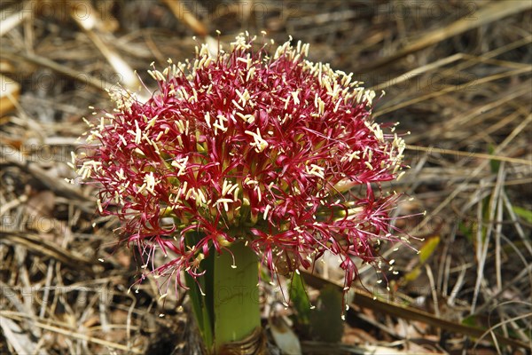 Flower of blood lilly