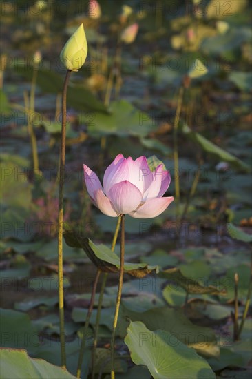 Lotus flower