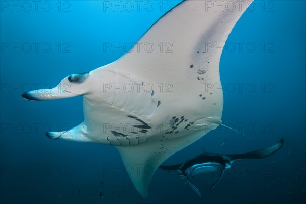 Two Giant oceanic manta rays