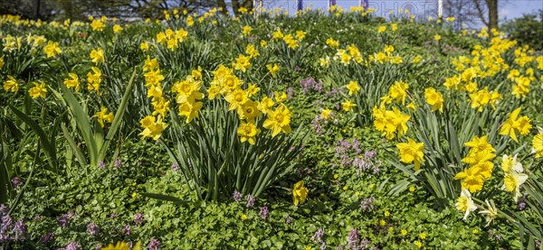 Wild daffodils