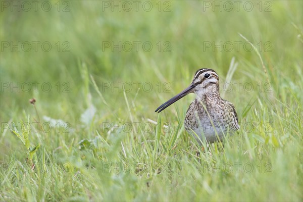 Common snipe