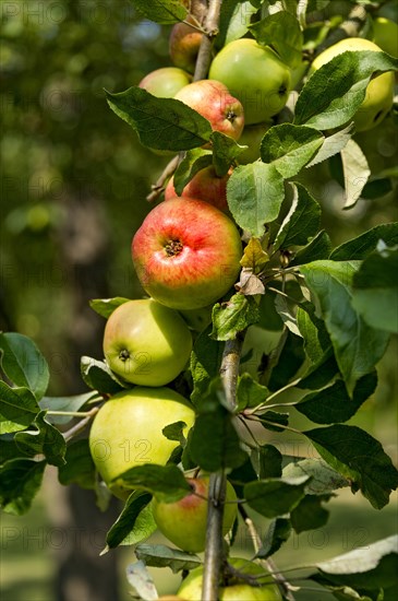 Apple tree