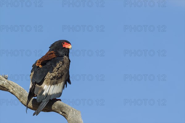 Bateleur