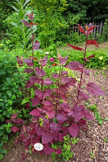 Red orache in a farm garden