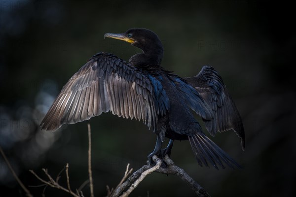 Olivaceous cormorant