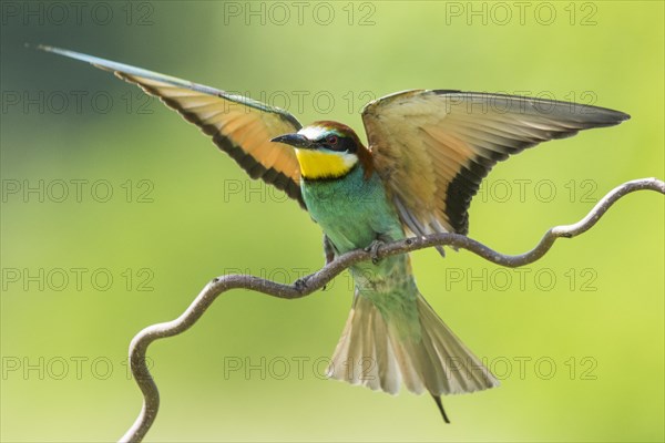 European bee-eater