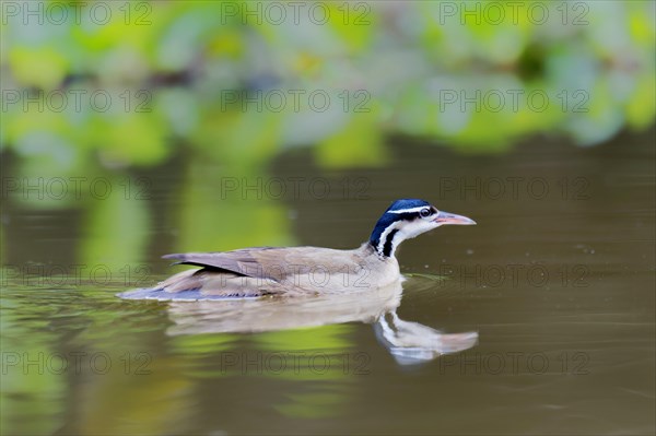 Swimming Sunbittern