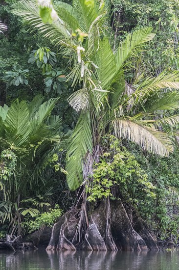 Dense tropical vegetation on the banks of the river in the jungle