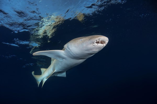 Tawny nurse shark