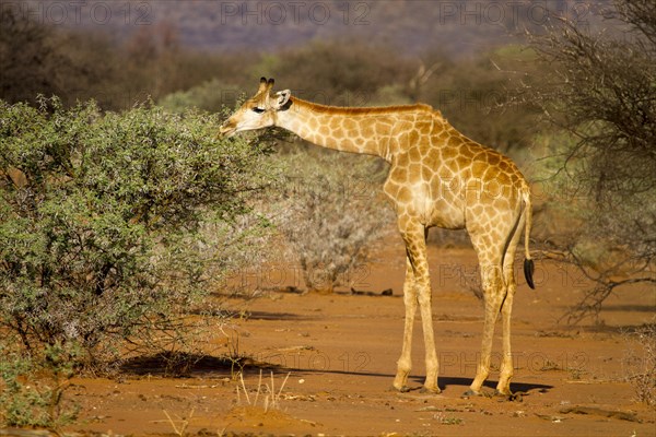Angolan Giraffe