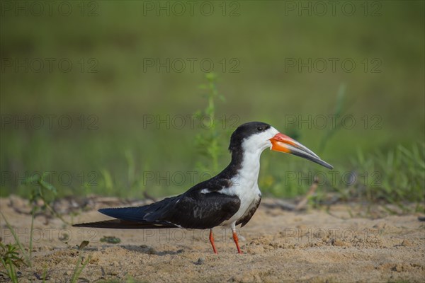 Black Skimmer