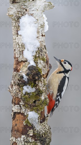 Great Spotted Woodpecker