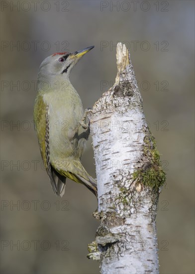 Grey-headed woodpecker