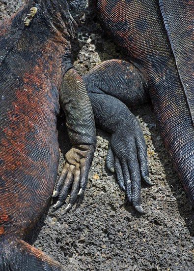Claws of Marine iguana