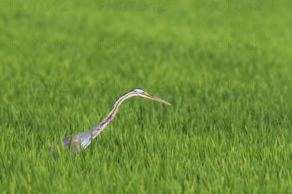 Purple Heron