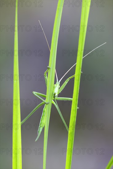 Saga pedo bush cricket