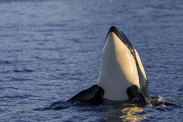 Orca or killer whale