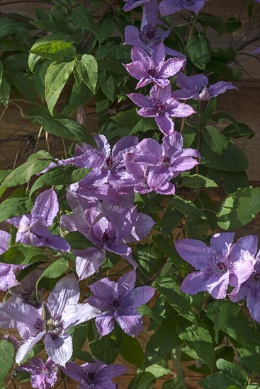 Pink blossoms of clematis