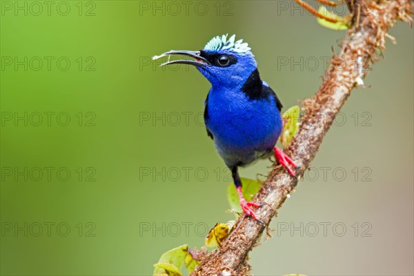 Red-legged honeycreeper