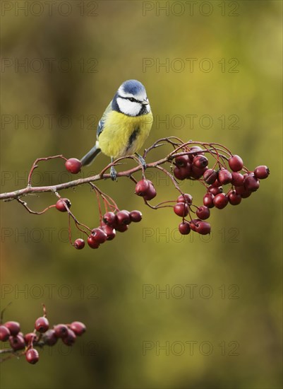 Blue Tit