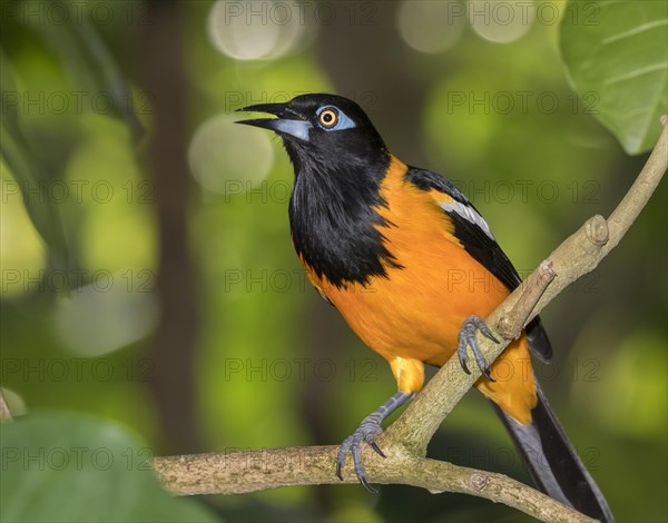 Venezuelan troupial