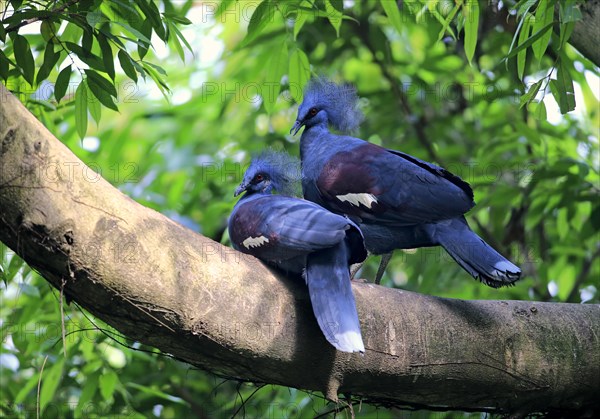 Western Crowned Pigeons