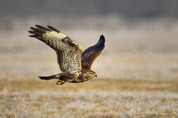 Buzzard