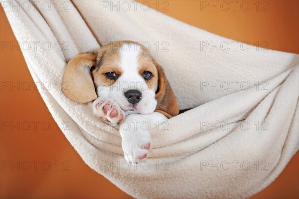 Beagle puppy